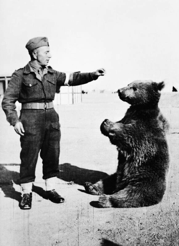 Wojtek the bear with a Polish soldier, Middle East, 1942