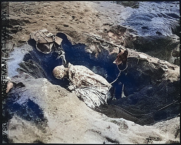 Pfc Reg P. Hester, 7th War Dog Platoon, 25th Regiment, United States Marine Corps took a nap while Dutch, his war dog, stood guard, Iwo Jima, Feb 1945 [Colorized by WW2DB]