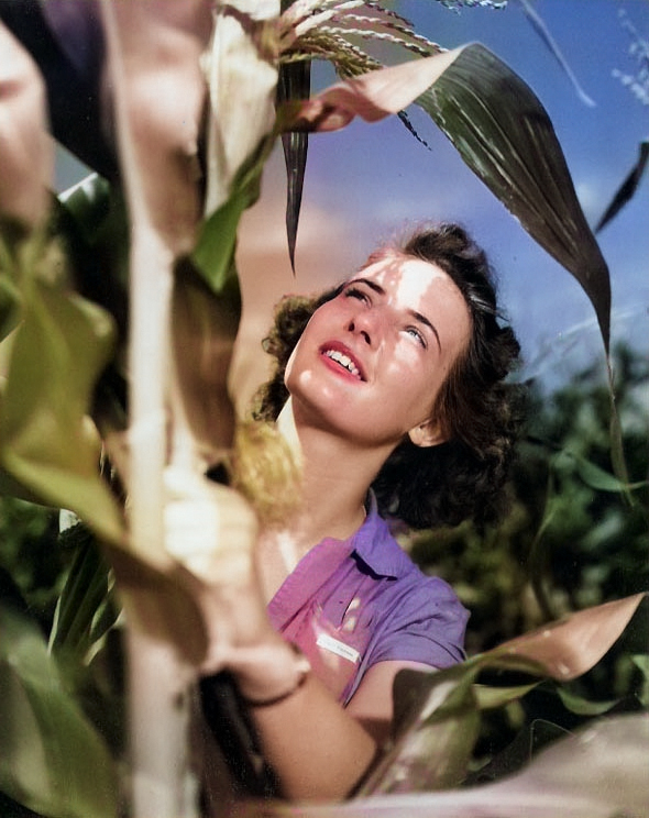 WAVES Seaman 2nd Class Sally Kaufman of yeoman school of Cedar Falls, Iowa, United States de-tasseling corn stalks in a state seed corn field, circa 1944; she was helping during wartime labor shortage [Colorized by WW2DB]