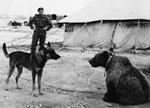 A military dog meeting Wojtek the bear, Middle East, 1942