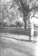 Burmese civilian with men and mules of US 5332nd Brigade (Provisional), Kachin, Burma, late Dec 1944