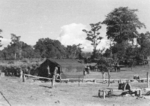 Stables, Camp Landis, Kachin, northern Burma, Dec 1944