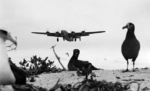 US B-24D bomber approaching Eastern Island, Midway Atoll for landing, 18 Mar 1943; note albatrosses in foreground