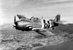 British Wildcat fighter of the No 846 Squadron Fleet Air Arm in flight over the coast of Northern Ireland, United Kingdom, 26 Jun 1944