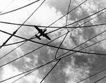 B-25B flew over USS Hornet, 18 Apr 1942