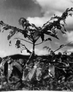 Burned vegetation, Nagasaki, Japan, mid-1946