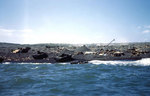 Two beached and one broached LVTs on an Iwo Jima beach, 19 Feb 1945