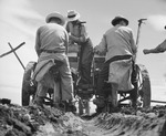 Japanese-American farmers operating a rotary potato planter, Tule Lake Relocation Center, Newell, California, United States, 1 Jul 1945, photo 1 of 2