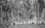 Tanks of Company B, US Marine Corps 1st Tank Battalion at Arawe, New Britain, Bismarck Archipelago, Dec 1943