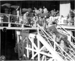 Japanese-American members of US 442nd Regimental Combat Team walking down the gangplank of Victory Ship USS Waterbury Victory, Honolulu, US Territory of Hawaii, 9 Aug 1946, photo 2 of 2